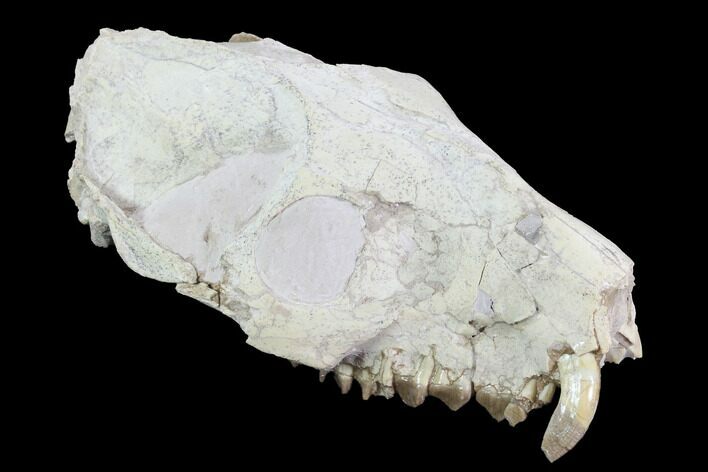 Oreodont (Merycoidodon) Partial Skull - Wyoming #95058